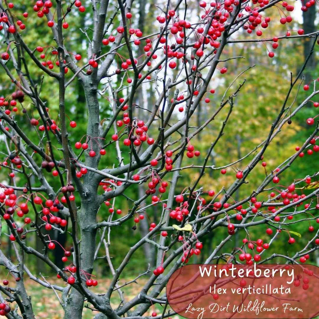 Winterberry ( Ilex verticillata)